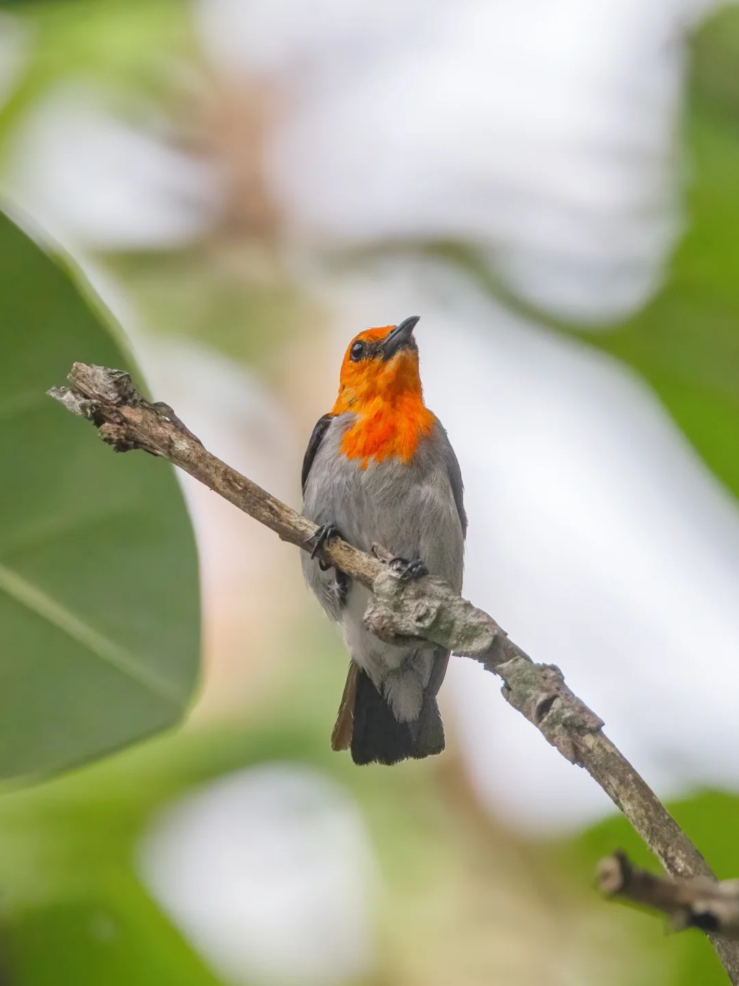 红头啄花鸟的头好亮眼！