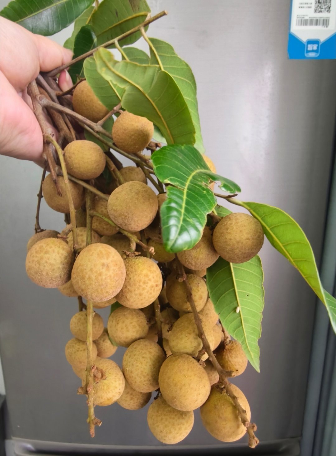 今年第一颗龙眼[憧憬] ​​​