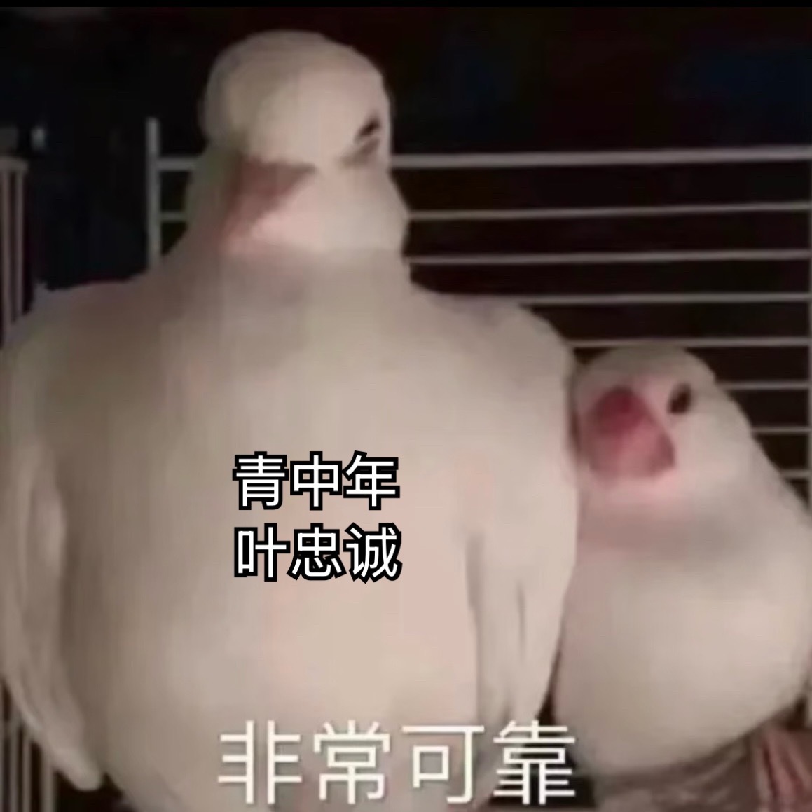 #王俊凯特邀领衔主演神探之痕迹# 
第二个案子叶忠诚出现不算多，但是很关键，如果不是他留了个心眼去追罪犯，特大抢劫杀人犯就真远走高飞没人能抓了，也为此受了伤，最后坐着轮椅接受的表彰。
第三个案子是叶忠诚调到北京之后发生的，和小叶一下就对比出来那个状态真不一样。
小叶是很明显的很青涩气质 ​