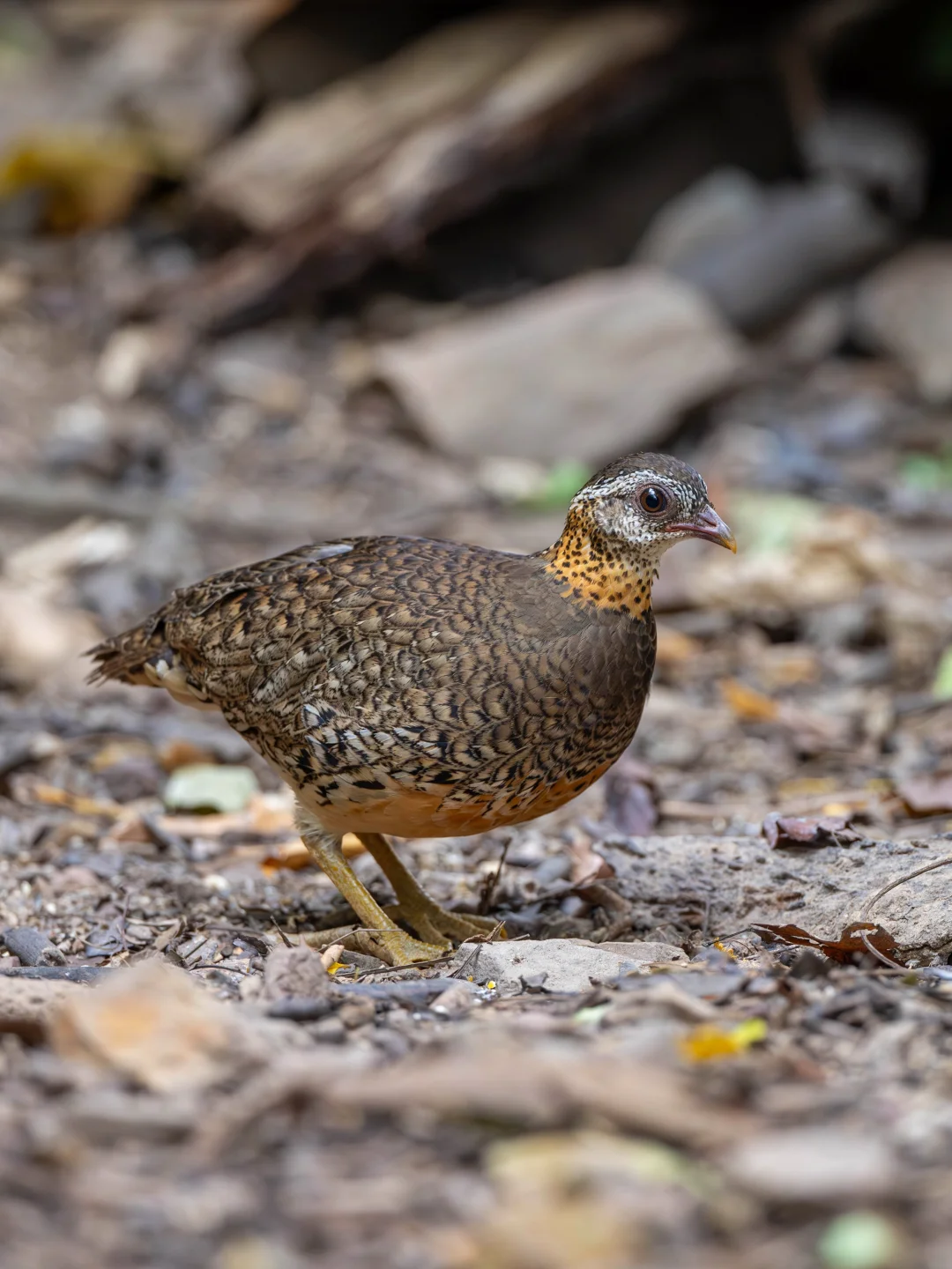 想看到绿脚树鹧鸪真是不容易啊
