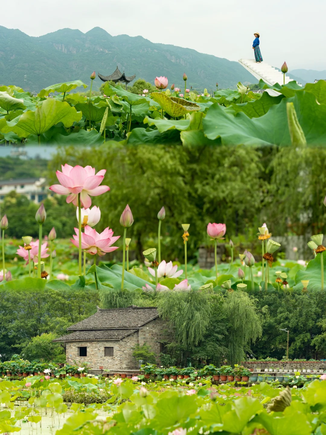赏荷还得是十里荷花塘！满塘夏意太出片📷