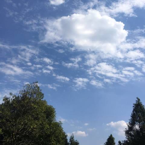 华东扫地僧