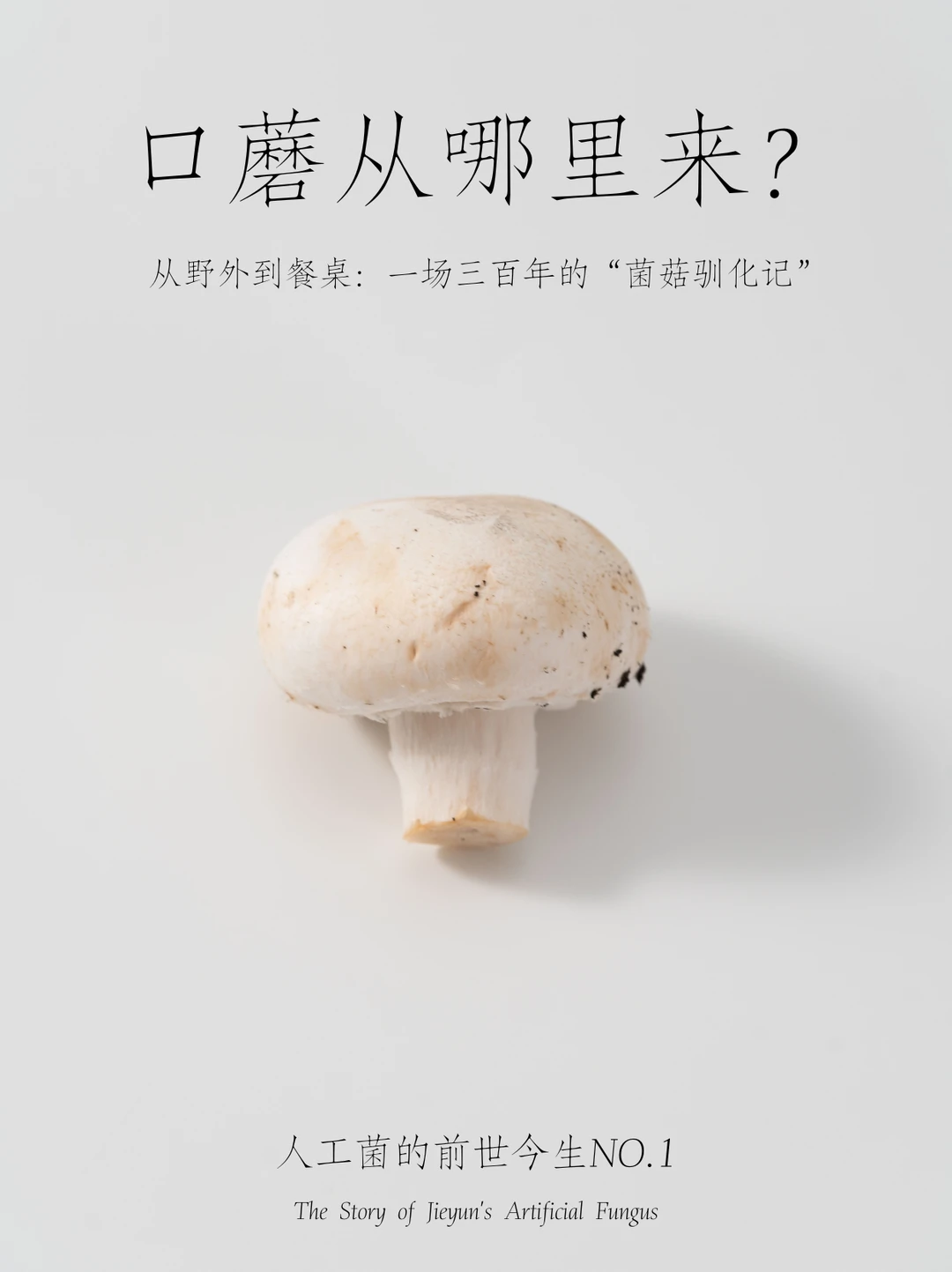 人工菌的前世今生NO.1 | 口蘑