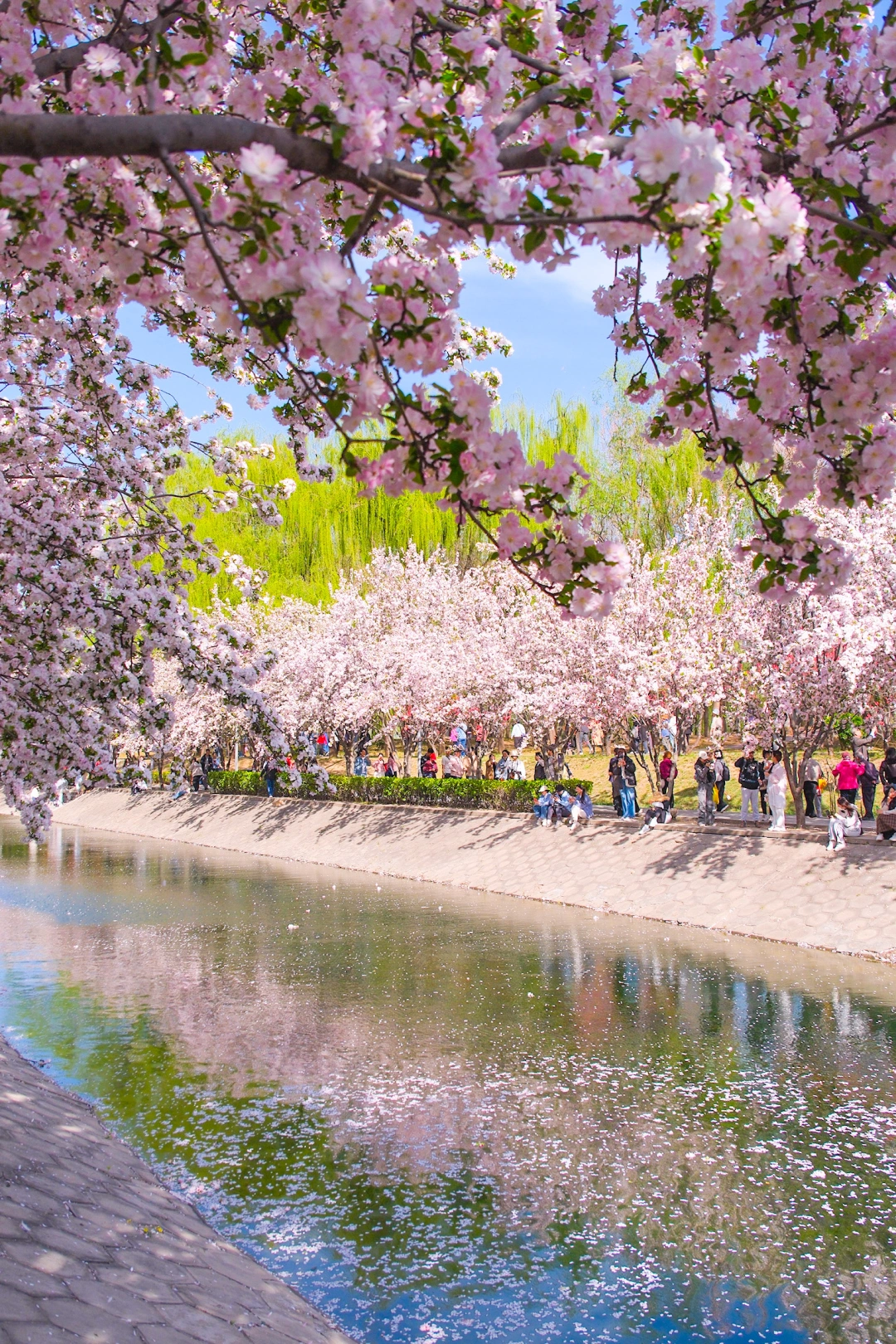 实拍live！本周粉色colorwalk走这条路线！