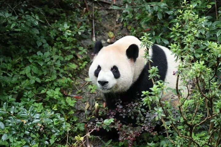 #大熊猫平平福双将落户美国#左图“福双”，右图“平平”，来自成都大熊猫繁育研究基地。 ​