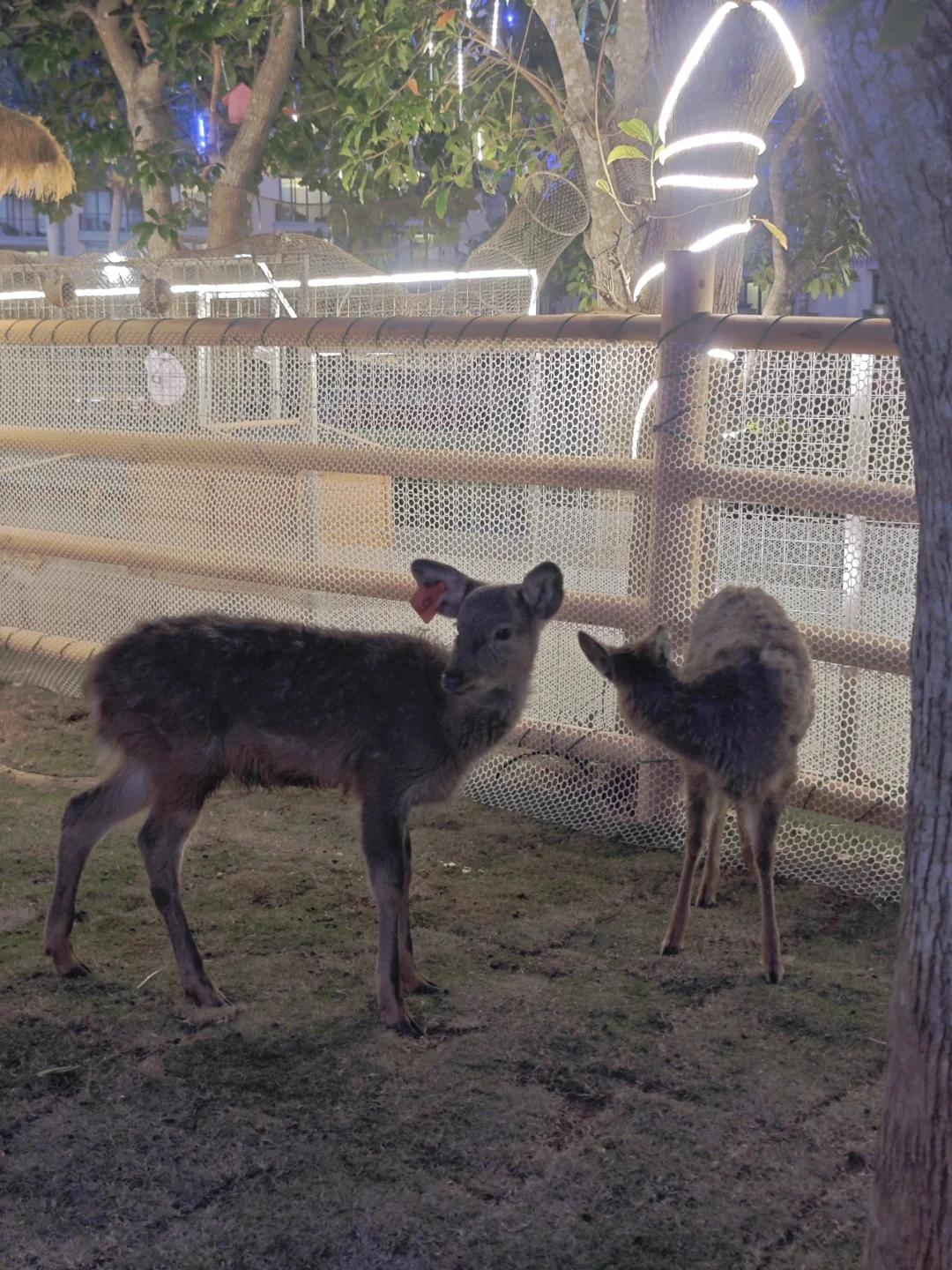 酒店里还有个动物园😂