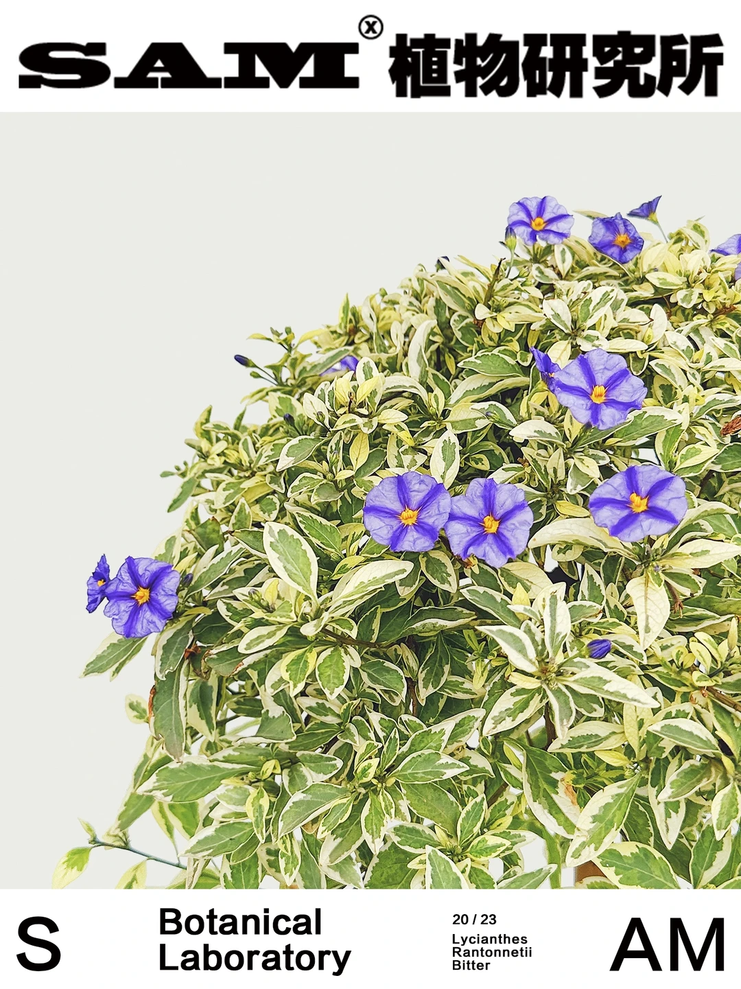 锦叶蓝茄花 | Lycianthes Rantonnetii Bit.