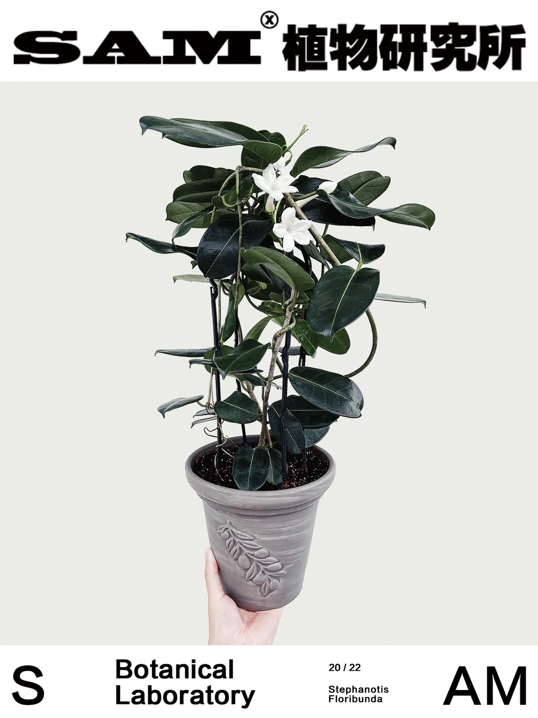 马达加斯加茉莉｜Stephanotis Floribunda