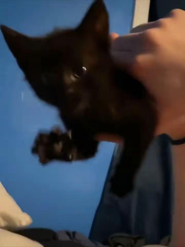本来想展示小猫 结果下一秒……