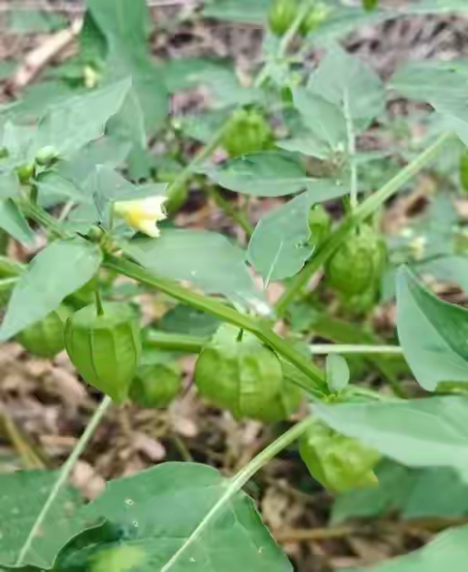 <p>女朋友和漂亮舞蹈你选哪个 <!--{img:0}--></p><...