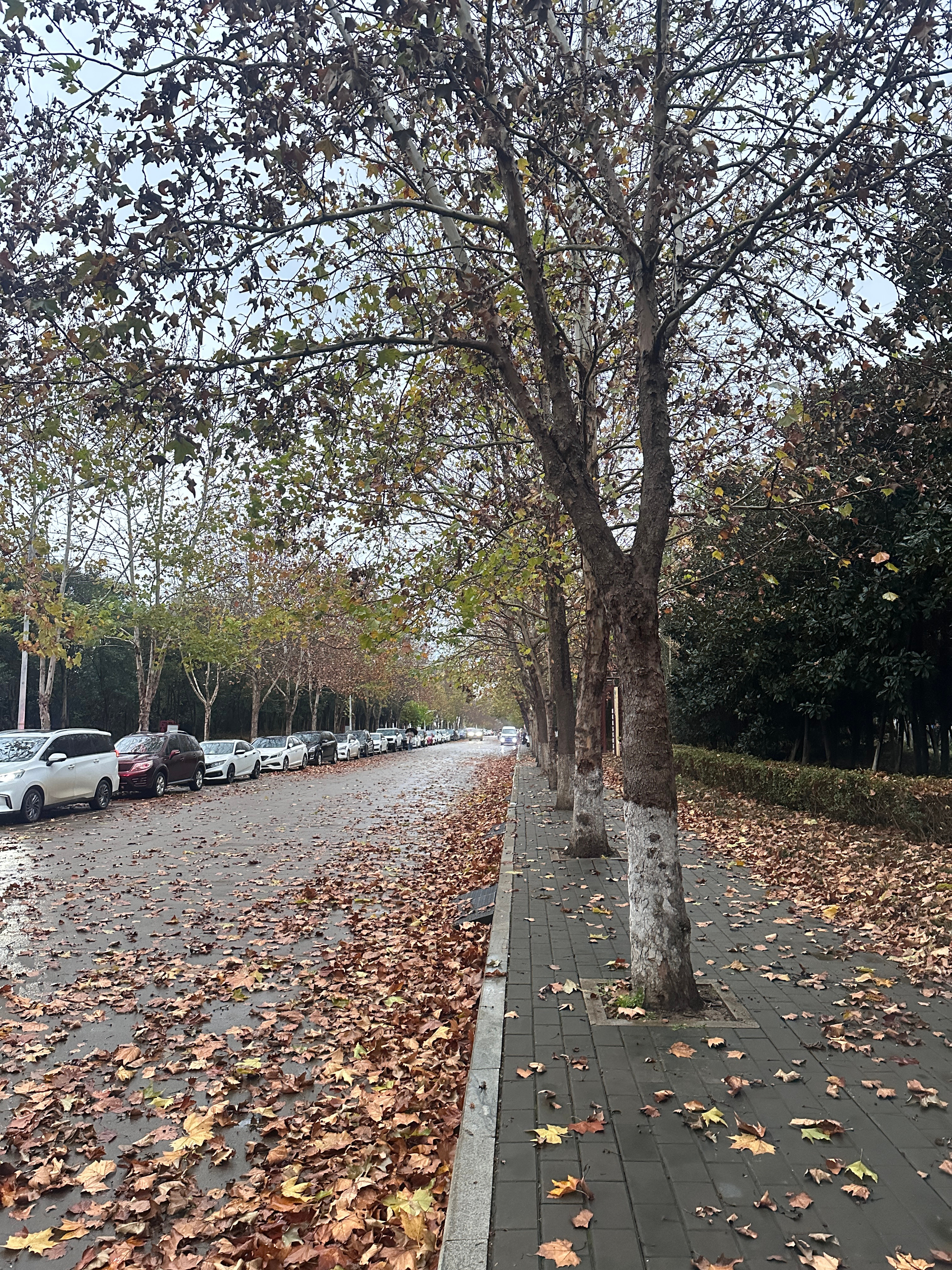秋风卷起路边金黄的落叶，午后暖阳透过车窗洒进车内，夏日的燥热彻底消散，刚好适合开着我的深蓝S05，开启一场秋日短途自驾。不必奔赴很远的目的地，只想钻进层林尽染的山野，在秋色里感受自驾独有的松弛感。车内空间宽敞，家人坐在后排舒展自在，一路说说笑笑，旅途没有拥挤局促。长途路段打开智能辅 ​