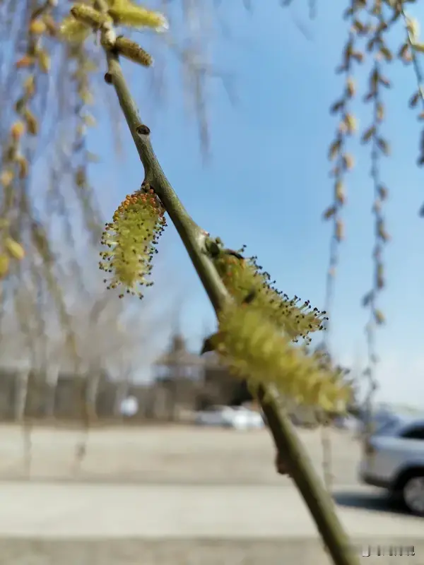 这两句话简直把美人之态描绘得淋漓尽致。 柳眉杏眼，光是想想那弯弯的柳叶...