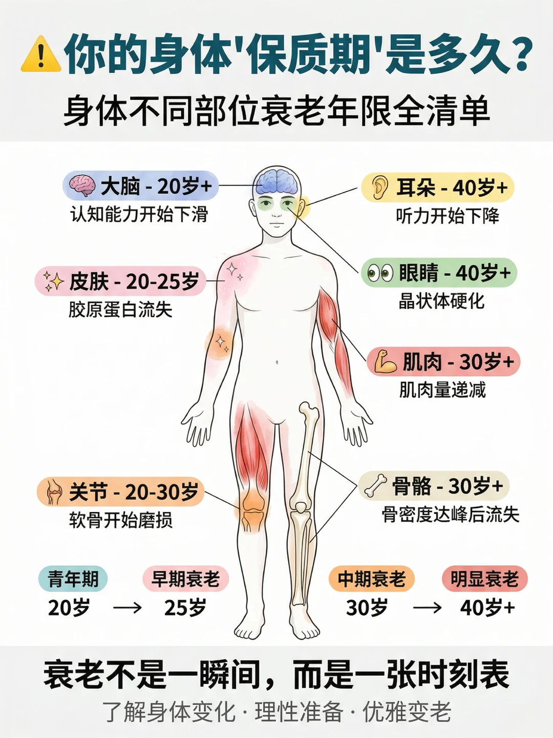 ⚠️人体也有保质期？各器官衰老时间表⚠️
