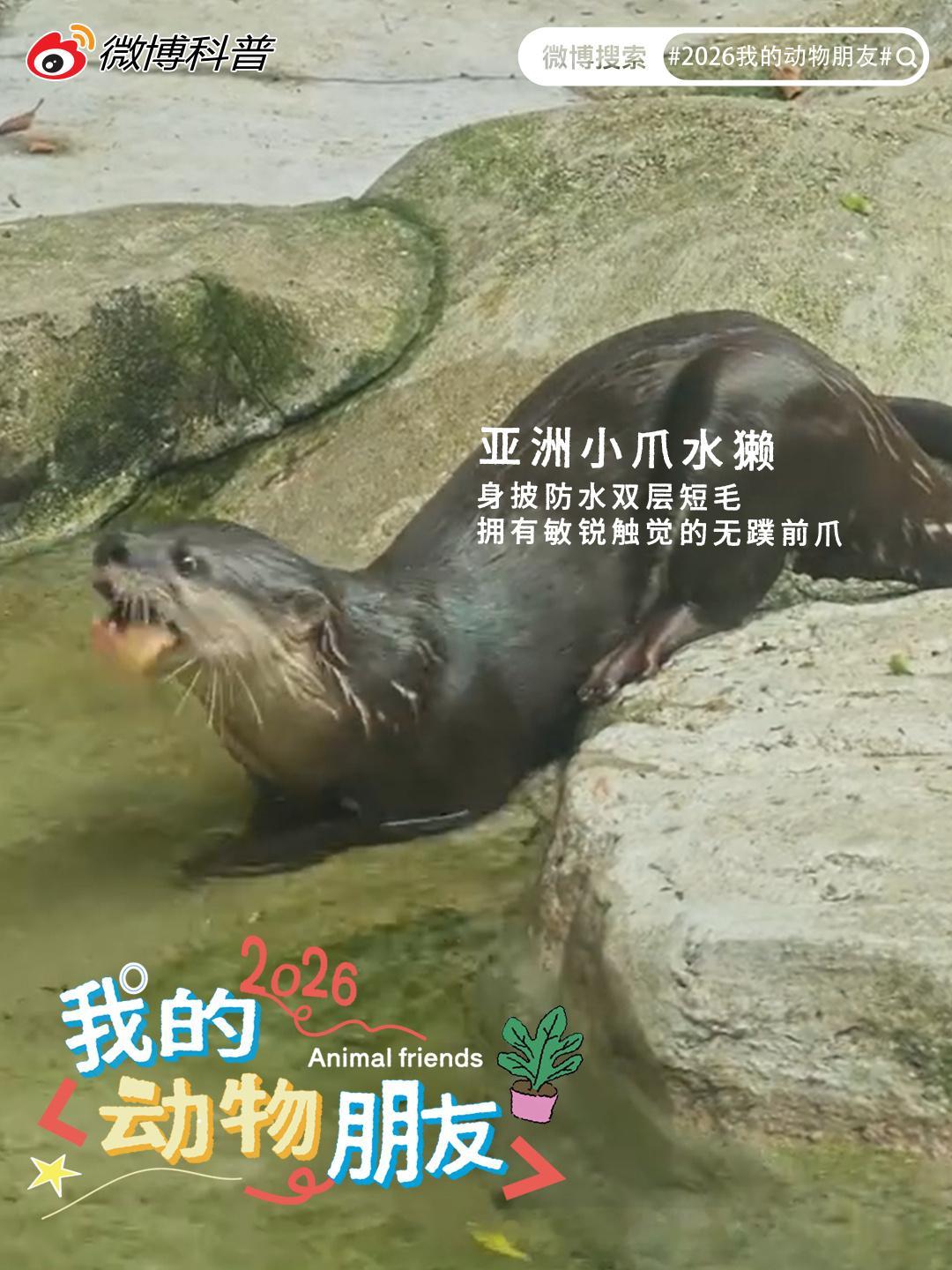 宝藏精选第六十六期 从池畔水獭灵动戏水，到高原鹿群踏过清涧，方寸镜头跨...