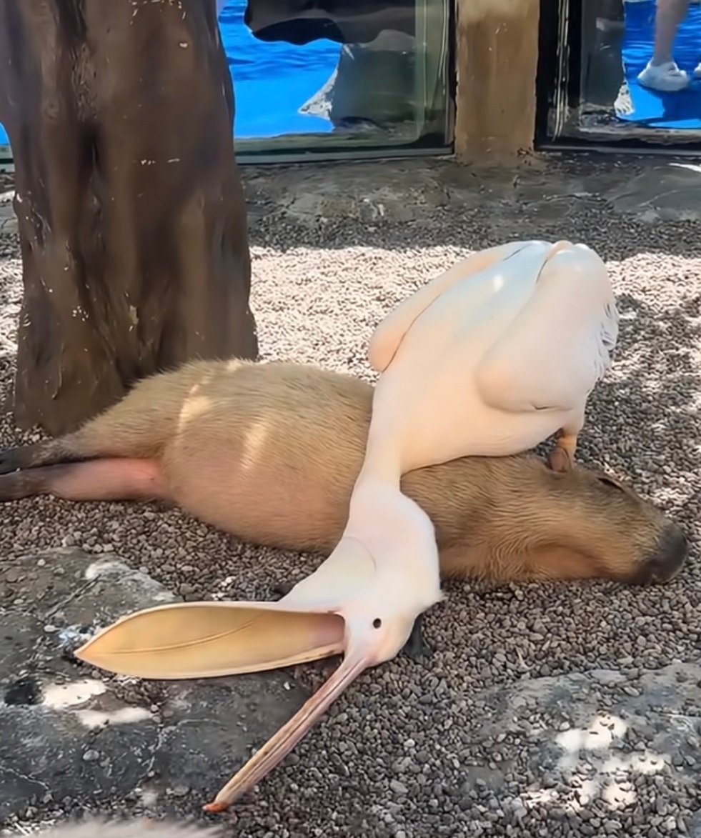 五菱累瘫时候 ​
