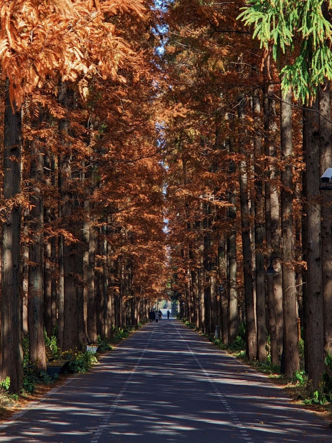 ✨崇明岛4大宝藏地|把日子过成诗✨