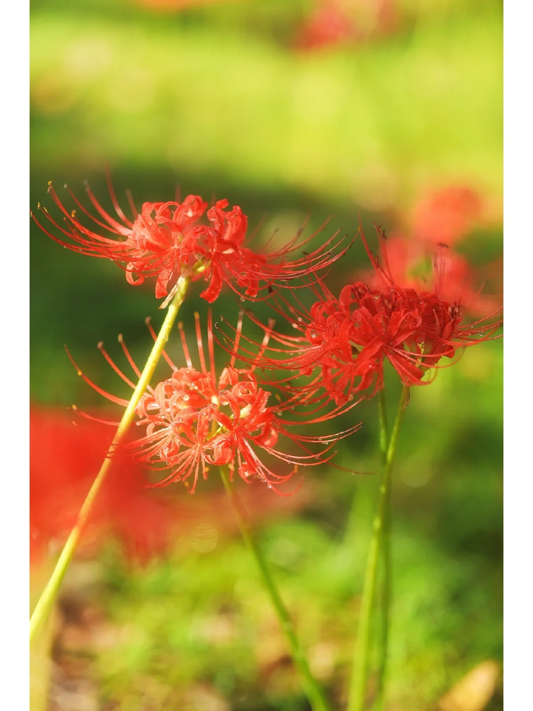 快冲❗️武汉这片彼岸花无人知晓，浪漫满城