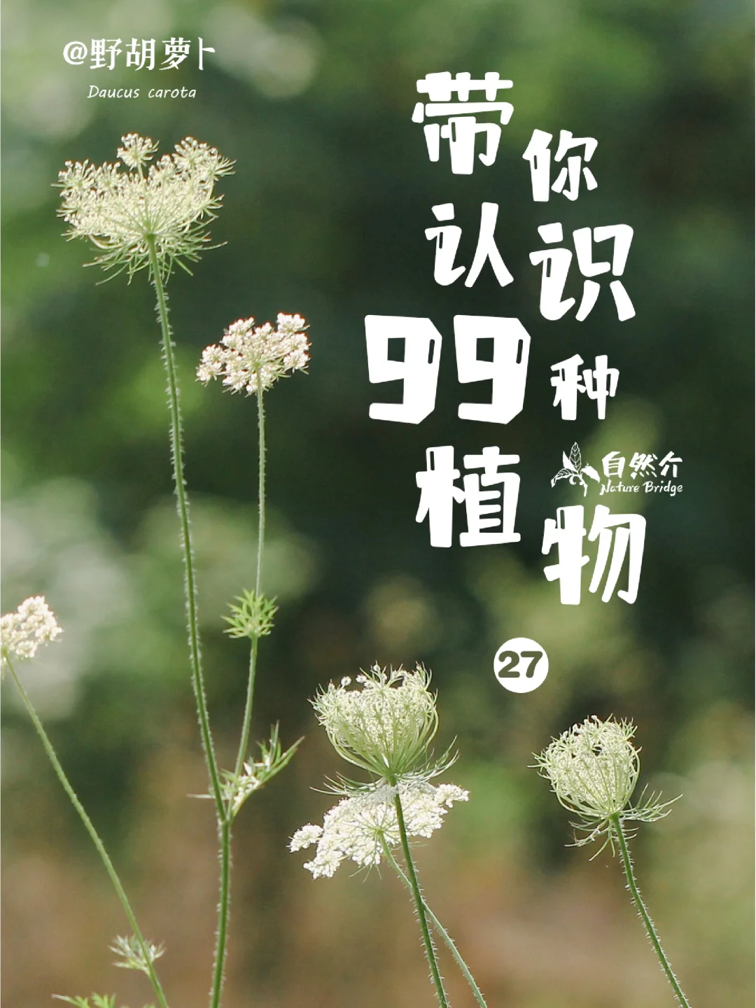 带孩子认识99种植物