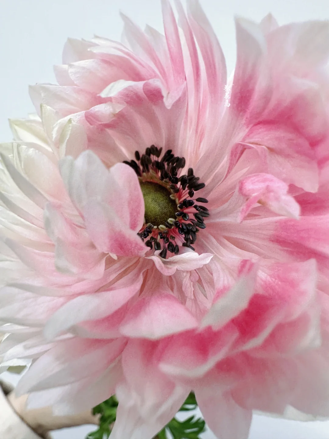 花材认识｜粉白色🌸重瓣银莲花