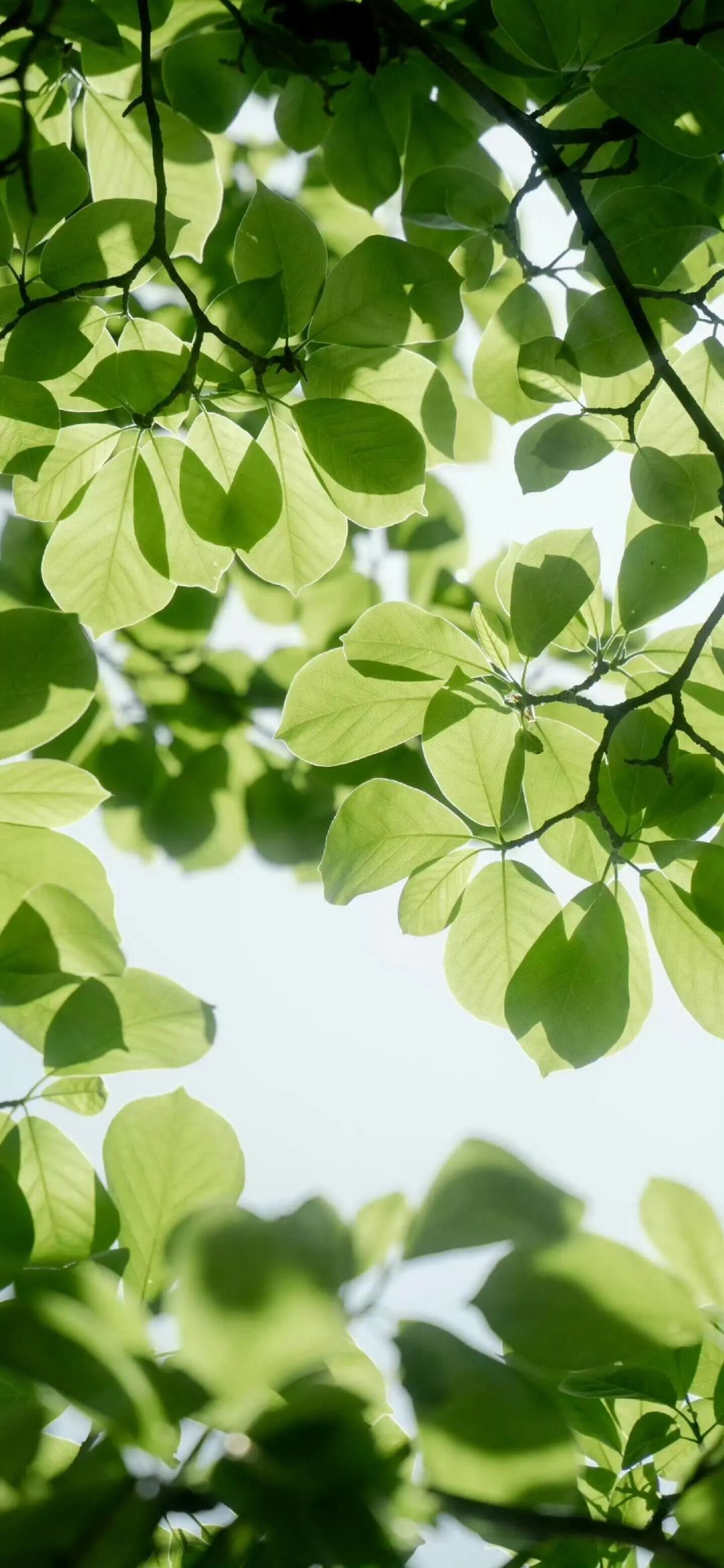 𝐒𝐡𝐚𝐫𝐞 ·iOS 景深壁纸｜iPhone壁纸｜绿色系壁纸｜
高清壁纸分享｜ios壁纸｜手机壁纸｜无水印壁纸｜ ​