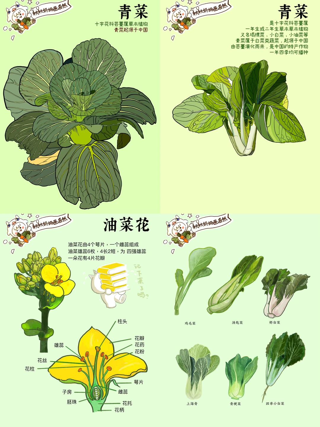 画给孩子的植物科普｜3月里的青菜🥬