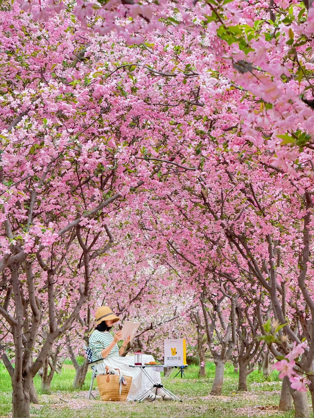 西安15分钟很少人知道的海棠花海❗️车可直达