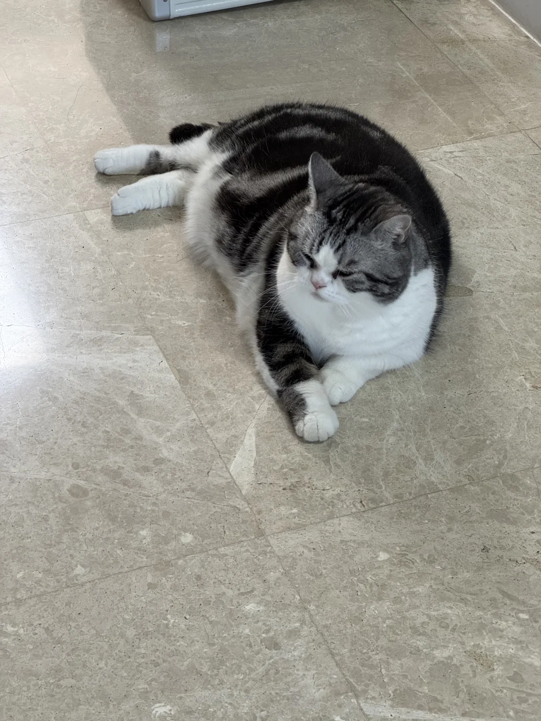 小🐱咪的耳朵好灵