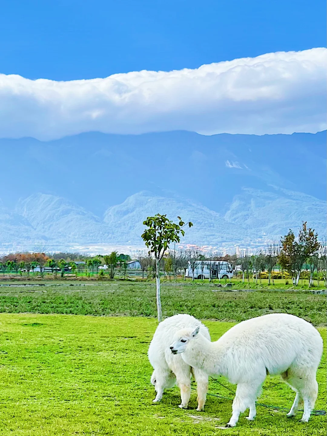 达咩‼️30元RUA羊驼就在大理古城附近