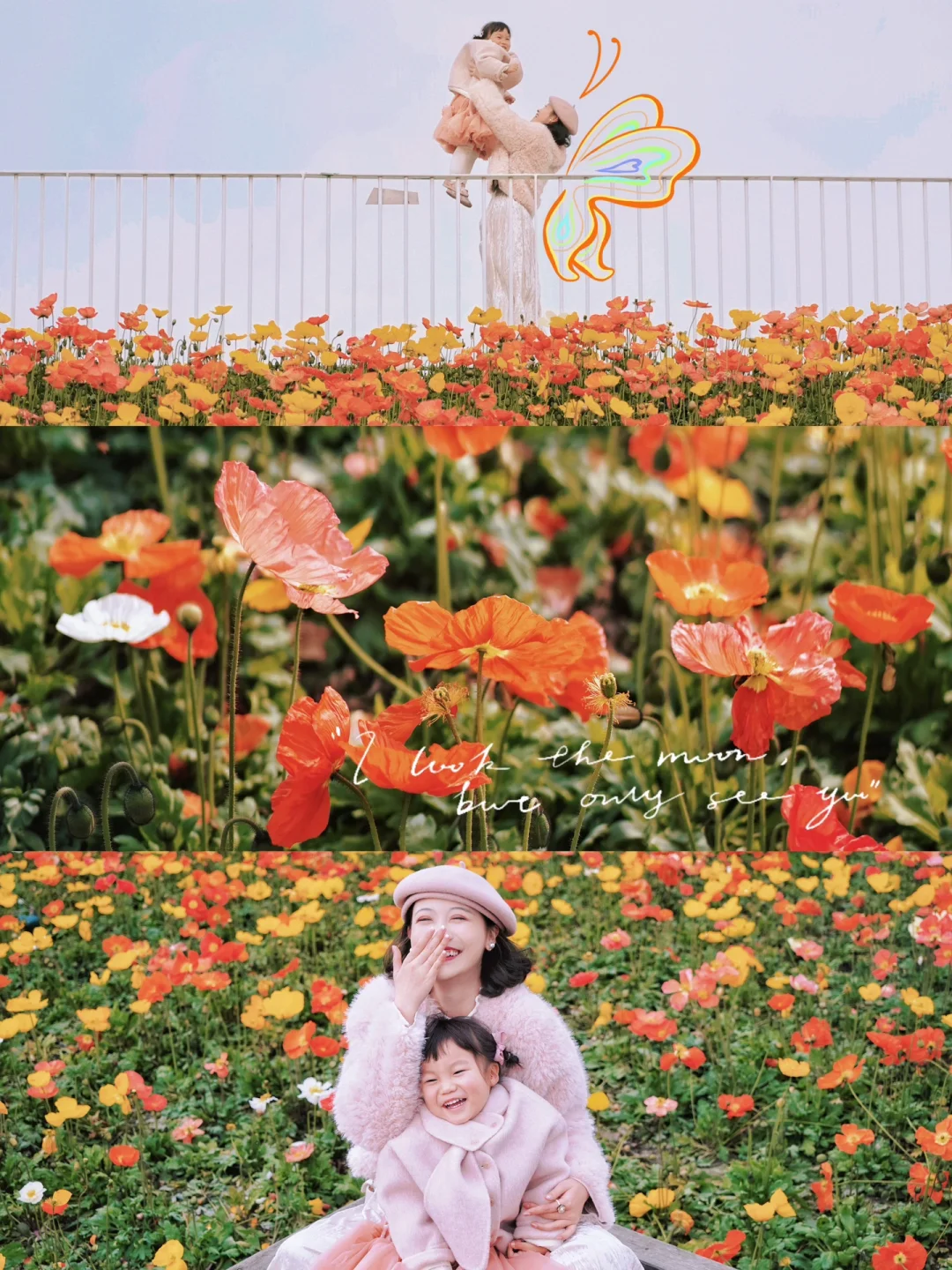 1.19实拍‼️成都温江公园的虞美人美出天际🌷