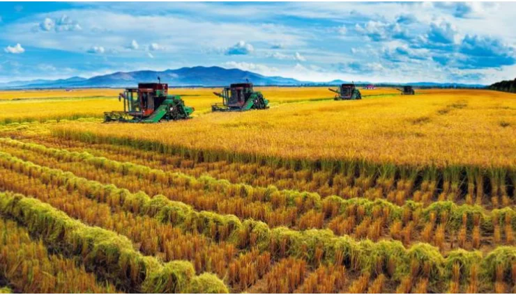 珍贵的黑土地之上，整整齐齐的现代化收割