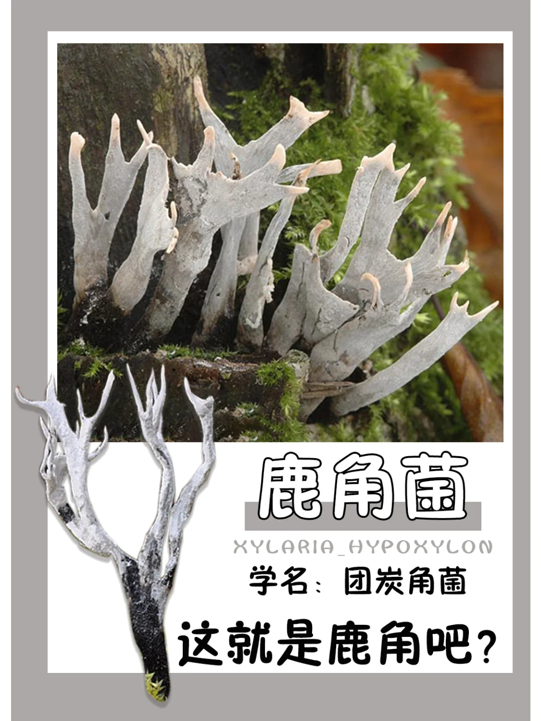 快看森林之子，这就是鹿角吧？