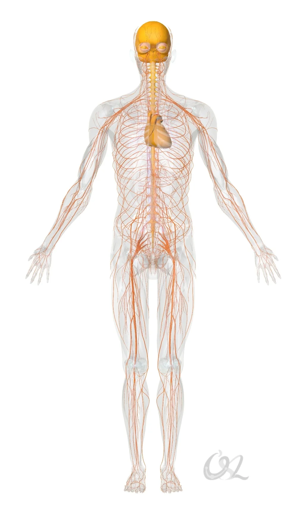 我们在手法治疗神经系统时，所依据的不单是可靠的技术和专业的知识，还有治疗师的内在