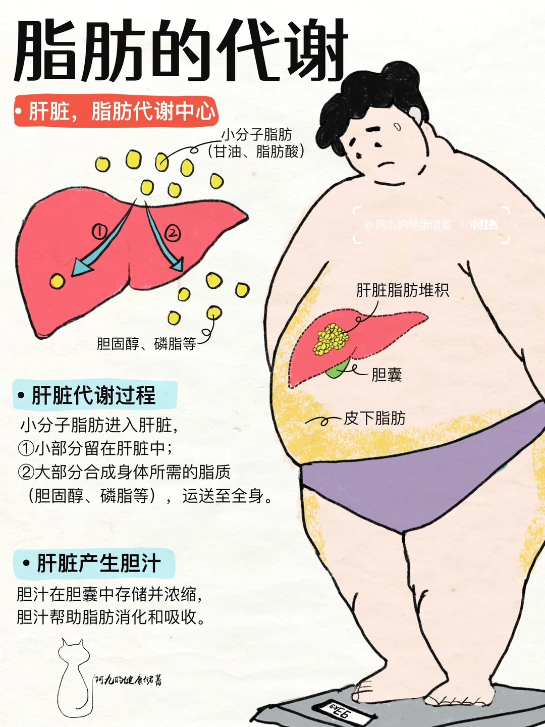 减脂必看！把脂肪代谢讲清楚🔥