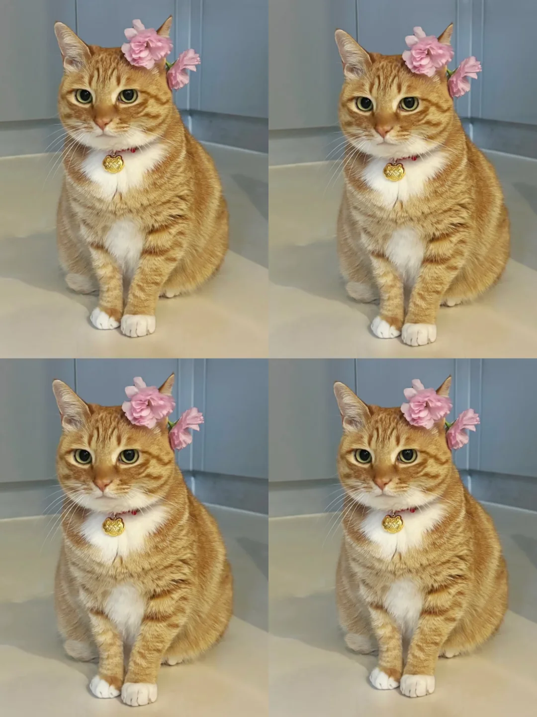 想看看养的很好的橘猫宝宝🥺🥺🥺