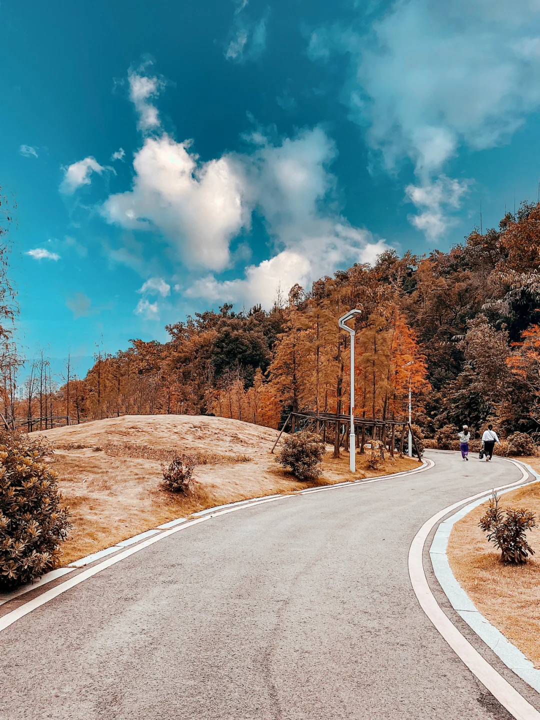 周末去哪｜福州枫叶拍照打卡地｜郊野公园