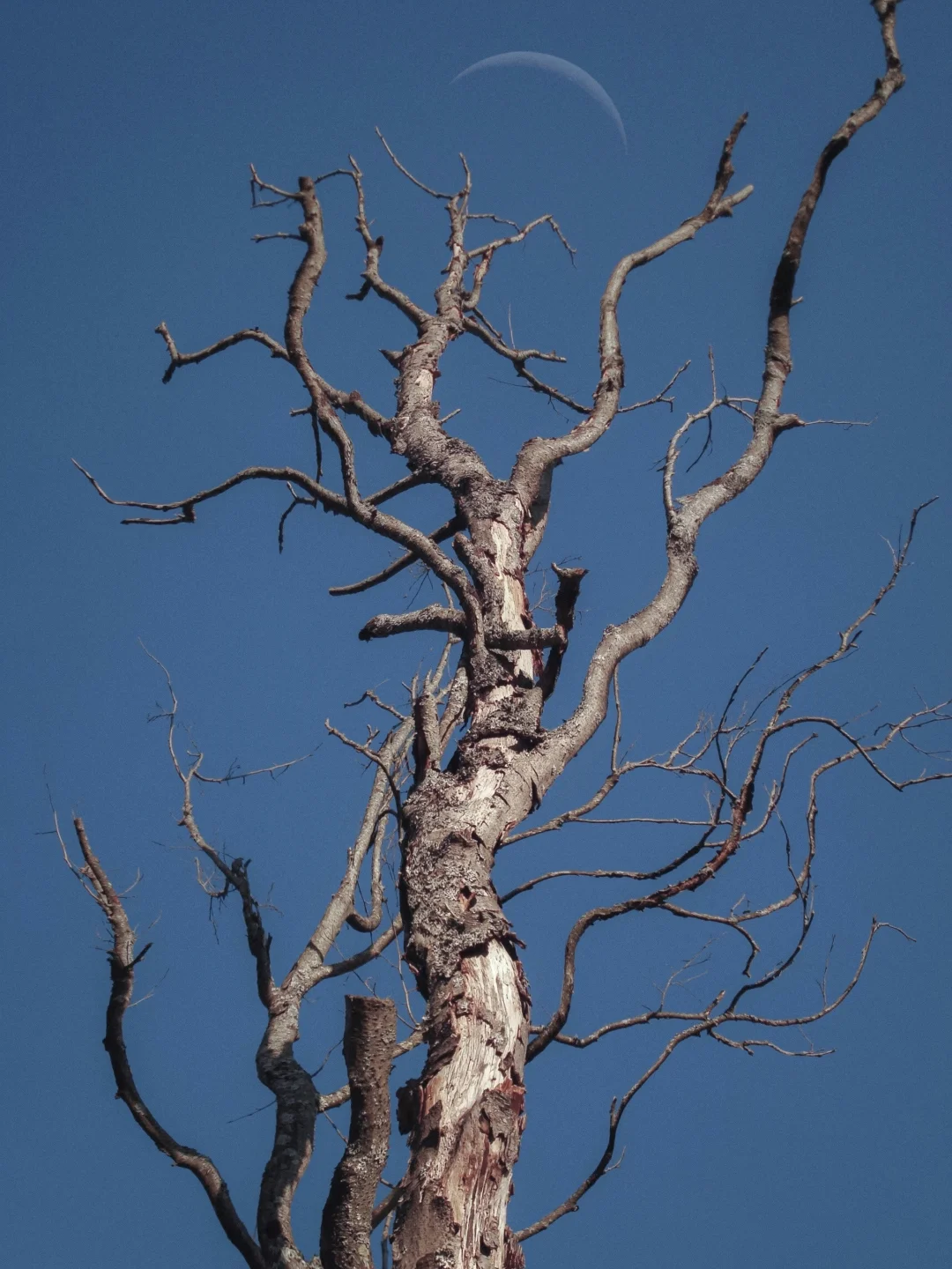 🌲寻找同样喜欢抬头拍树的人