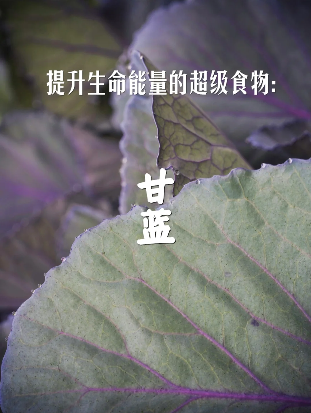 宇宙疗愈食物之：甘蓝（卷心菜）