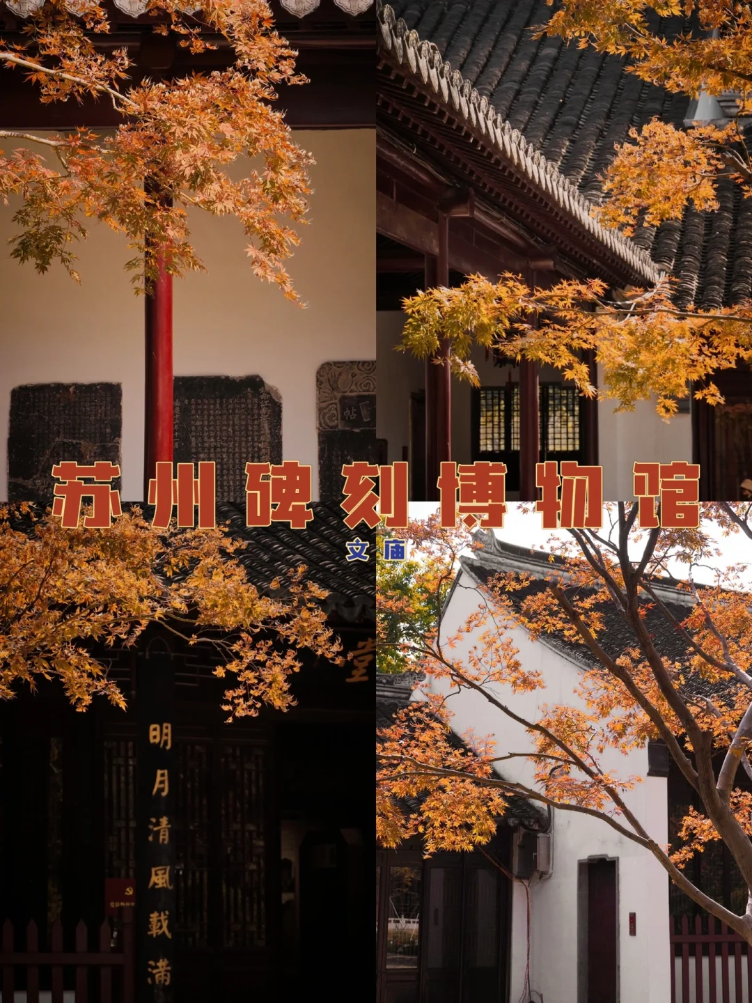苏州小众赏枫 | 碑刻博物馆的红枫红了🍁