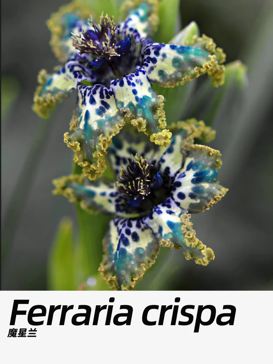 带你每天认识一种花材255｜魔星兰
