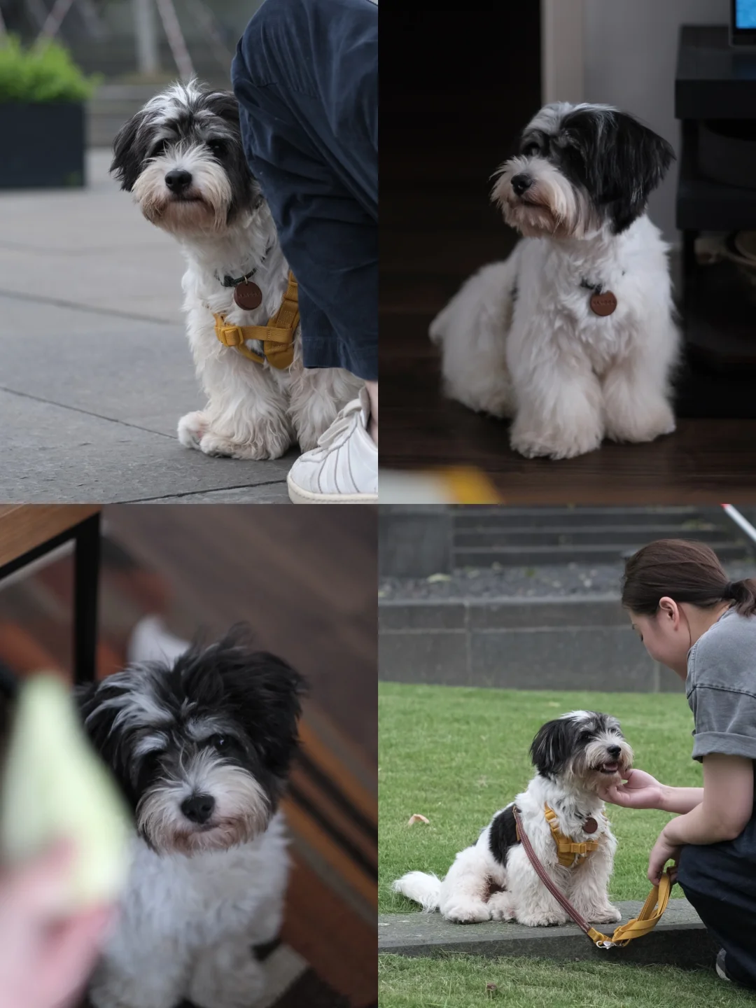 分享我的喜悦｜我终于有自己的修狗啦！