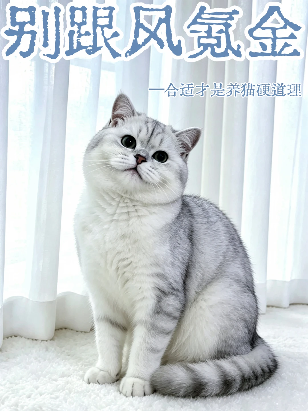 拒绝跟风氪金｜合适才是养猫硬道理✔️