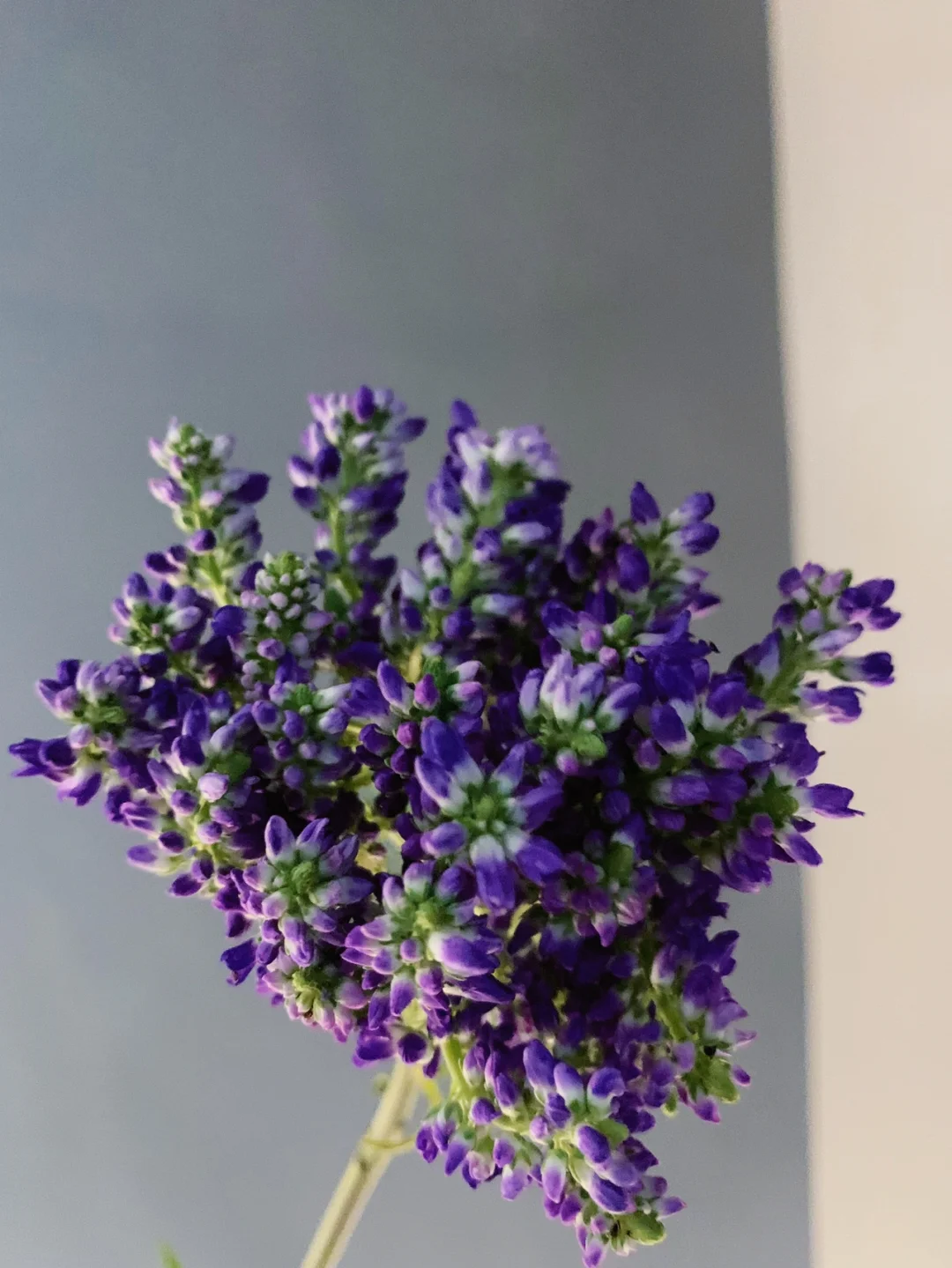 带你每天认识一种鲜花21｜多头鼠尾