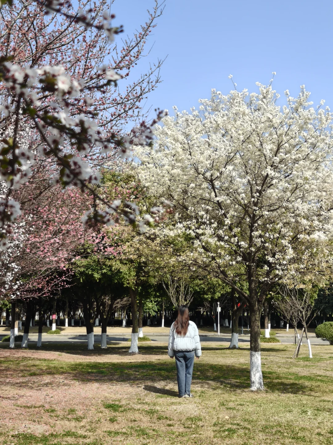 成都一处藏起来的玉兰花桃花樱花园花开满园