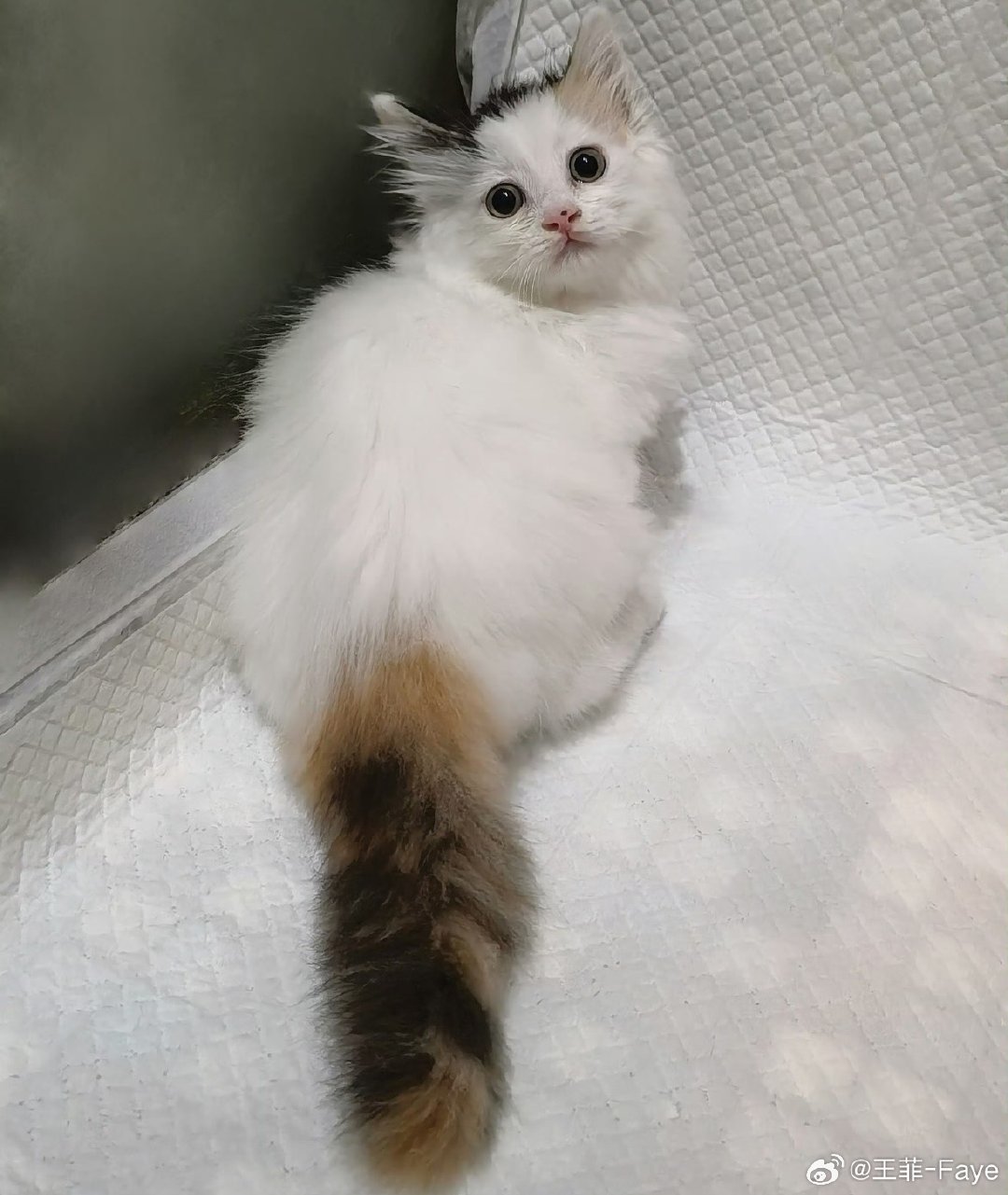 原来你是三花猫中的➠梵花三花➠净梵花……捡了个猫界“刘亦菲”！ ​
