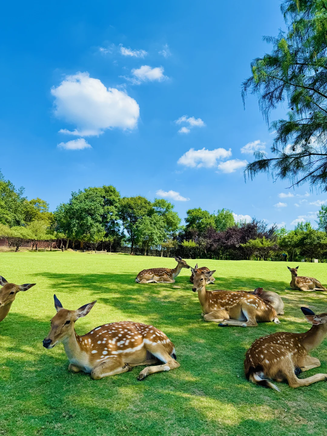 明孝陵免费得起早！（不花钱看鹿攻略）