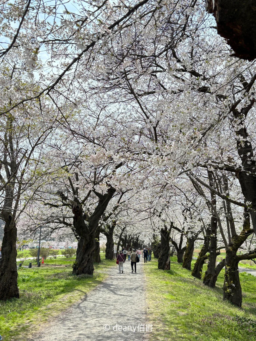 日本旅行 | 岩手北上展胜地樱花🌸