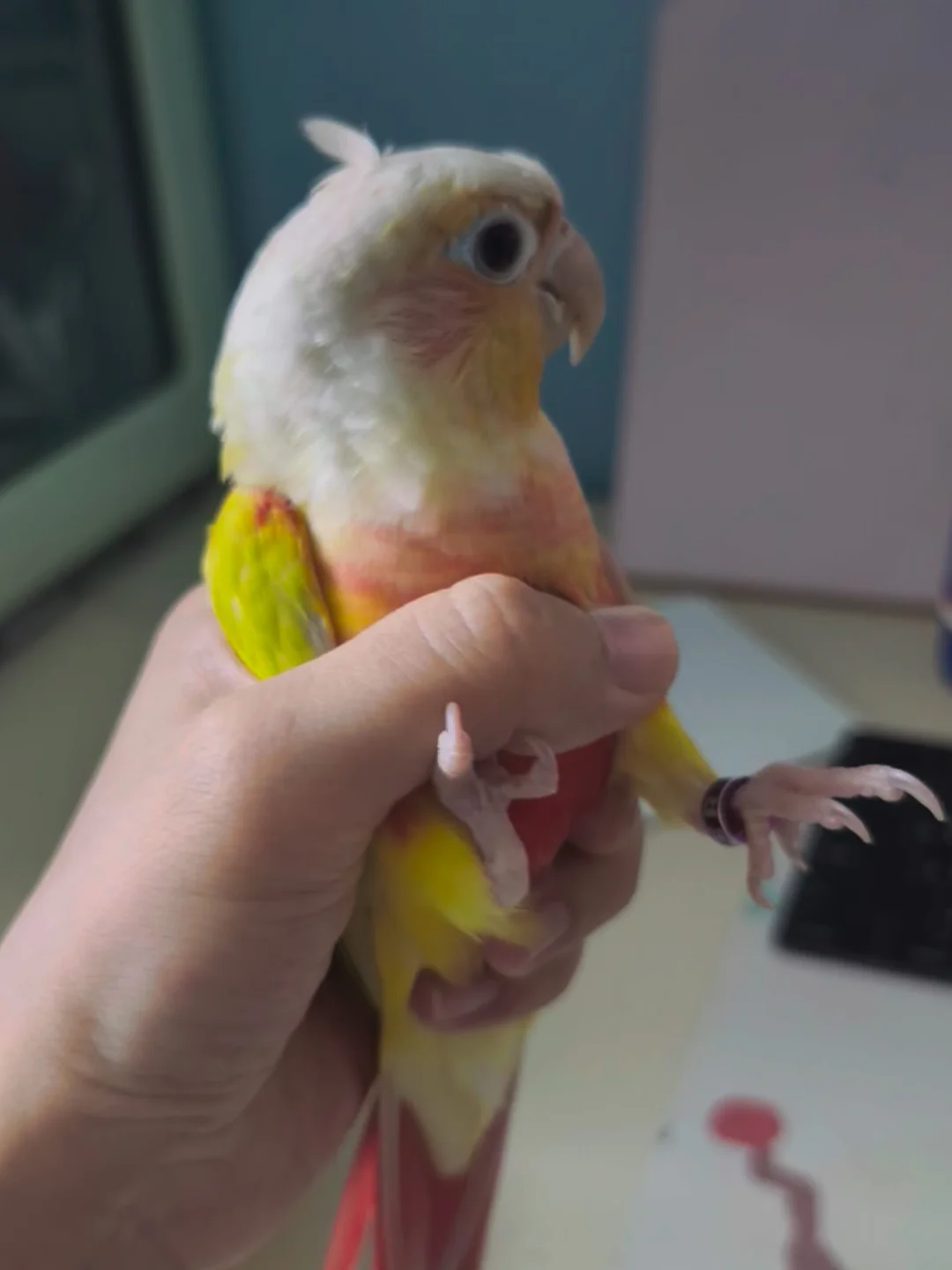 看👀我有呆毛😊