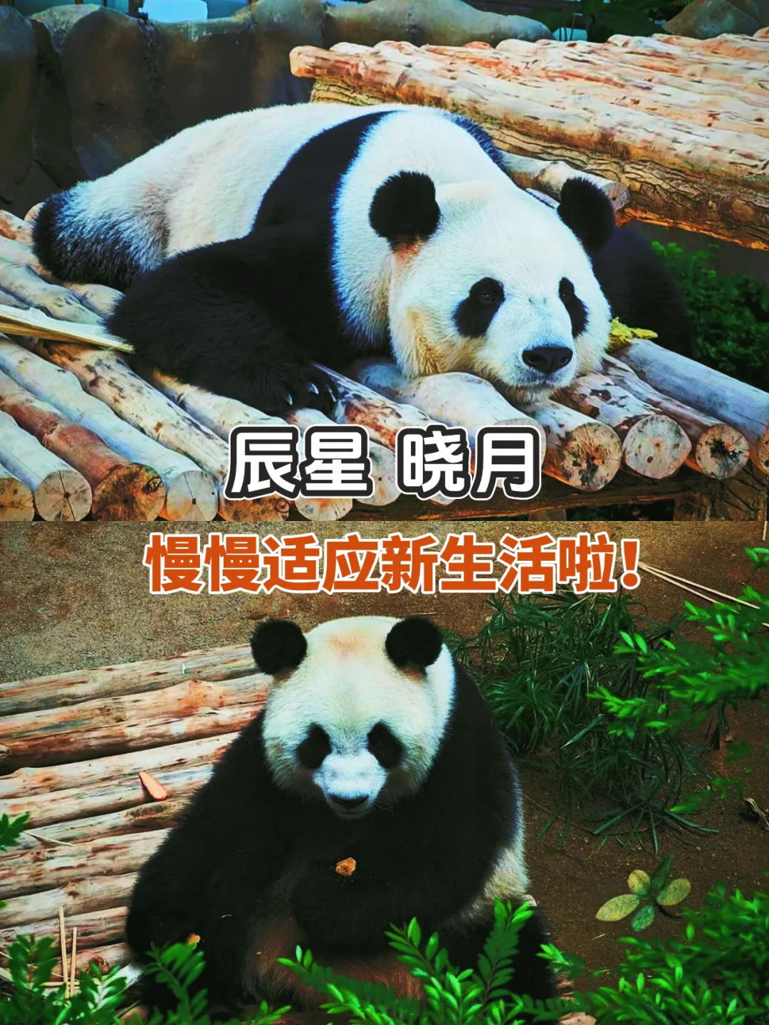 🐼辰星晓月已经逐渐适应🇲🇾的生活啦