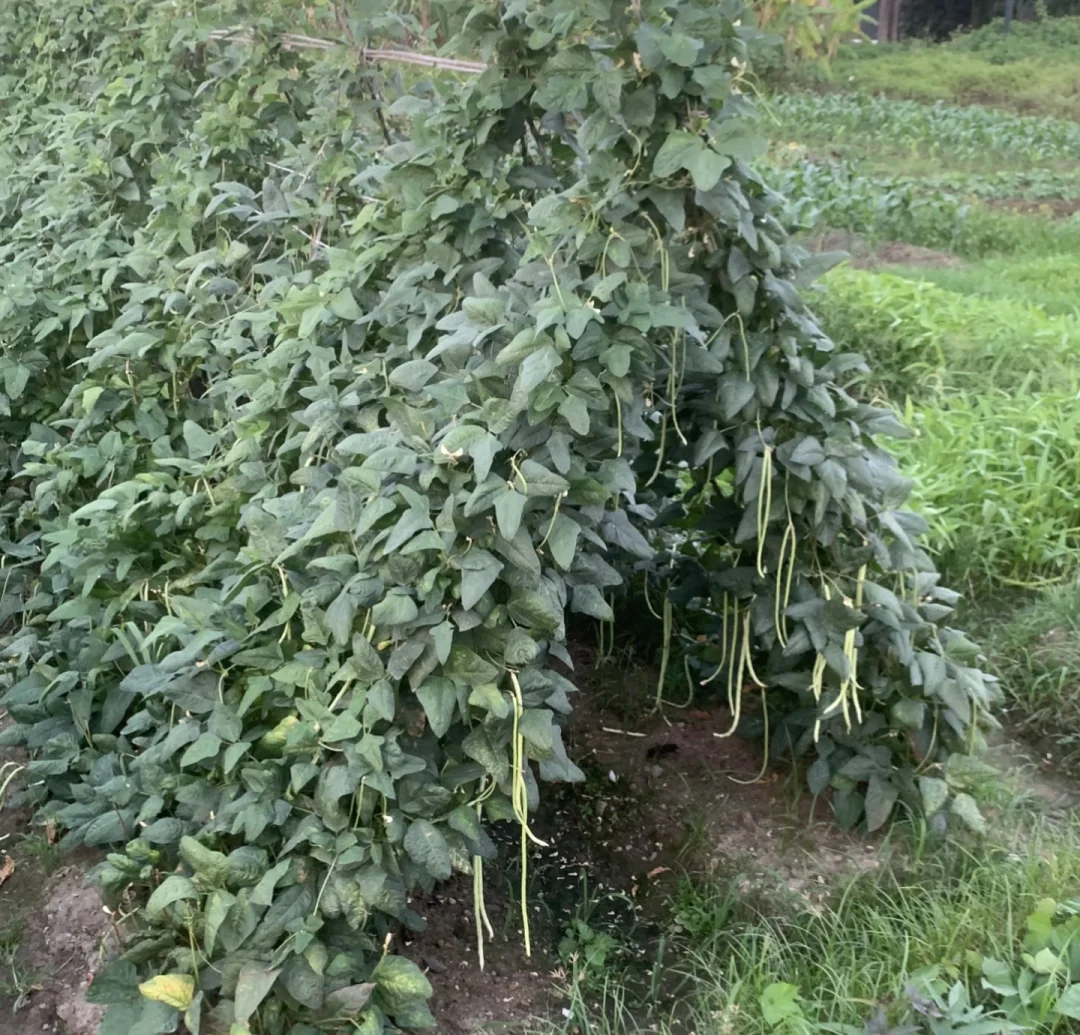 这个豆角真好看