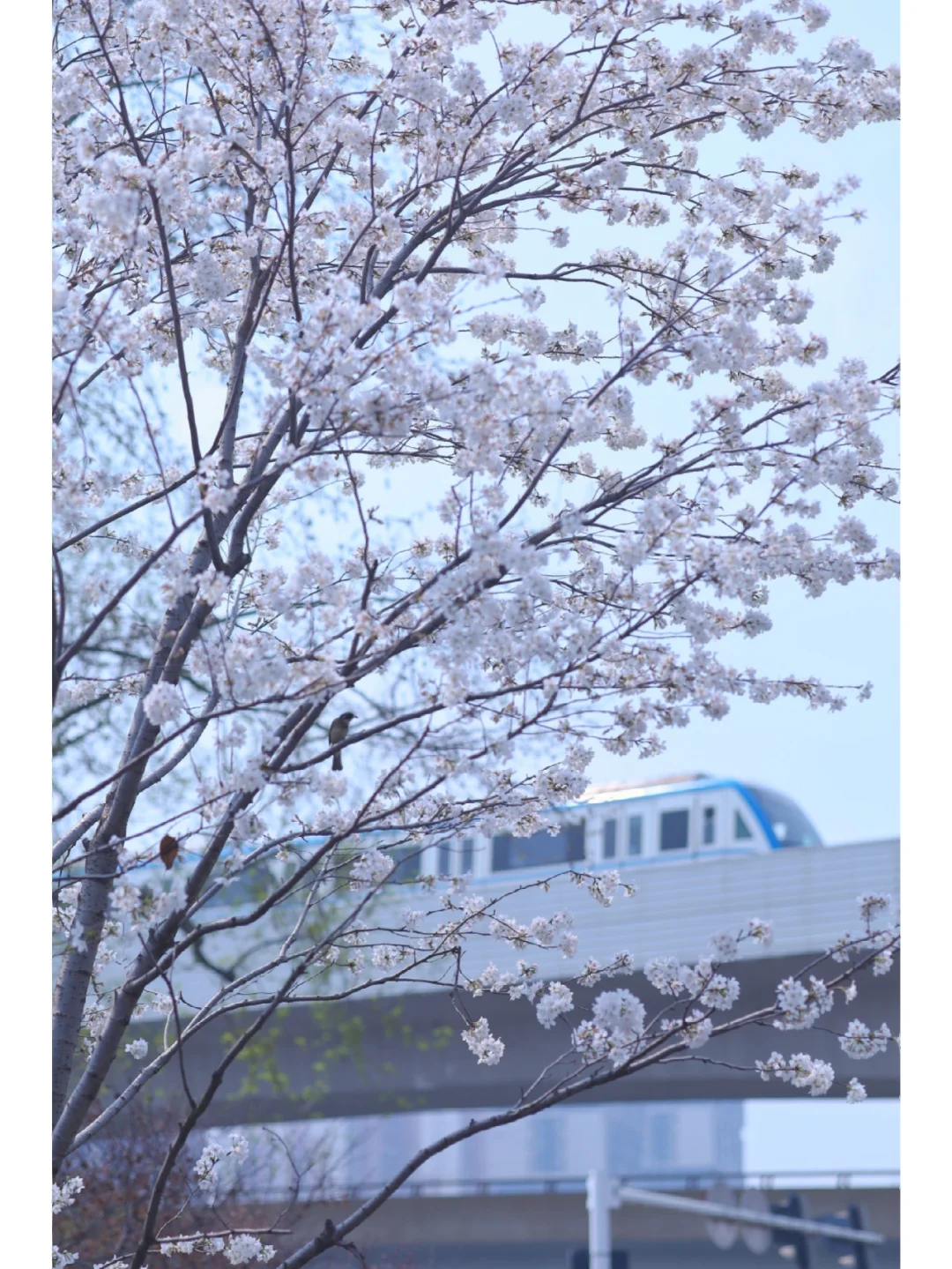 2022记忆存档/在武汉拍的9个爆款赏花地❗️